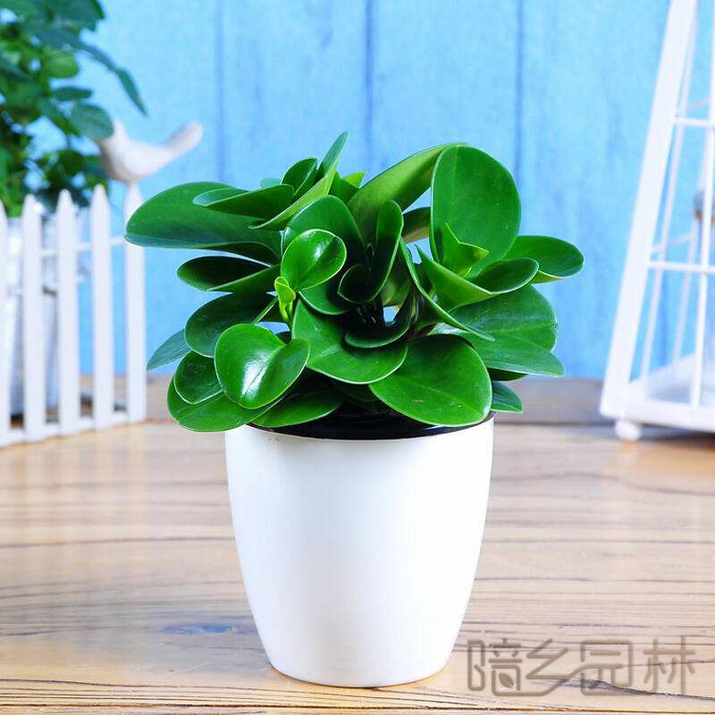 杭州碧玉  绿植租赁 /花卉租摆 /植物出租 /租花/ 办公室租花 /公司租花