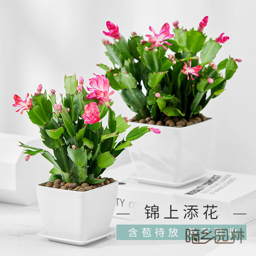 杭州蟹爪兰   花卉租摆 /绿植租赁 /植物出租 /租花/ 办公室租花 /公司租花