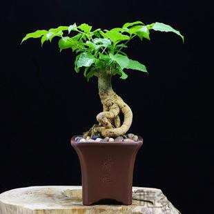 杭州绿宝树   绿植租赁 /花卉租摆 /植物出租 /租花/ 办公室租花 /公司租花