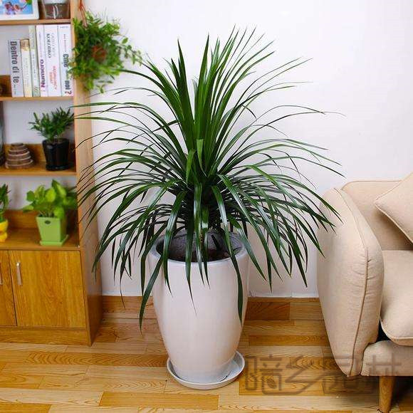 杭州龙须树   绿植租赁 /花卉租摆 /植物出租 /租花/ 办公室租花 /公司租花