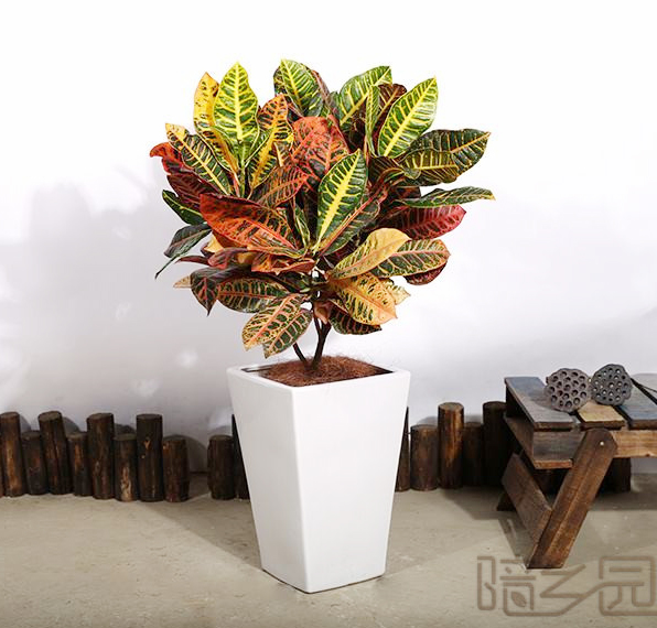 杭州变叶木   绿植租赁 /花卉租摆 /植物出租 /租花/ 办公室租花 /公司租花