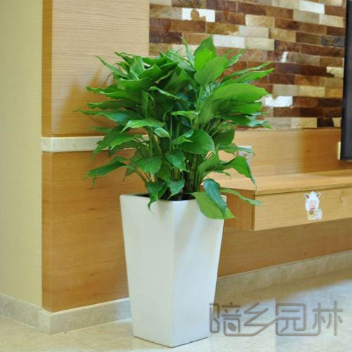 杭州万年青  绿植租赁 /花卉租摆 /植物出租 /租花/ 办公室租花 /公司租花
