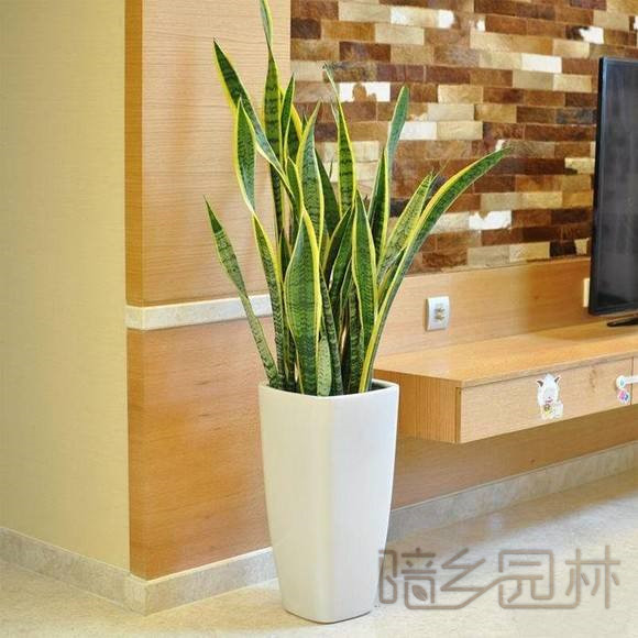 杭州虎皮兰   绿植租赁 /花卉租摆 /植物出租 /租花/ 办公室租花 /公司租花