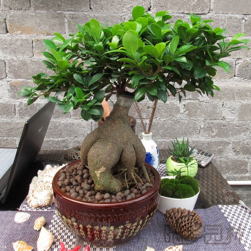 杭州人参榕   绿植租赁 /花卉租摆 /植物出租 /租花/ 办公室租花 /公司租花