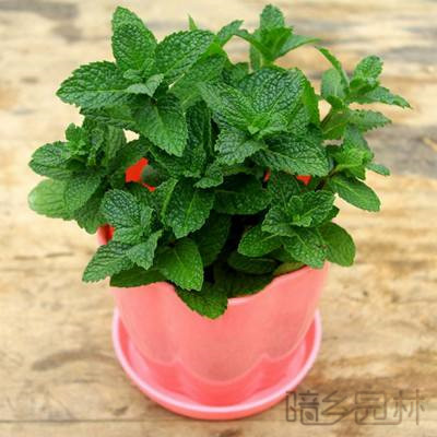 杭州薄荷  绿植租赁 /花卉租摆 /植物出租 /租花/ 办公室租花 /公司租花