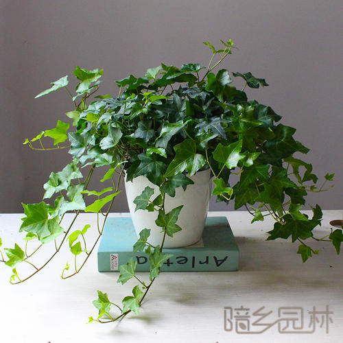 杭州常春藤  绿植租赁 /花卉租摆 /植物出租 /租花/ 办公室租花 /公司租花